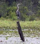 Great blue heron on stump in main pond, Unexpected Wildlife Refuge photo