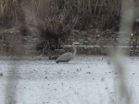 Great blue heron in main pond, Unexpected Wildlife Refuge photo