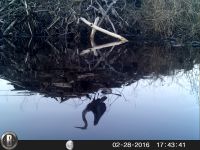 Great blue heron reflection