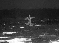 Great blue heron landing main pond at night, Unexpected Wildlife Refuge photo