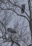 Great blue heron couple, Unexpected Wildlife Refuge photo