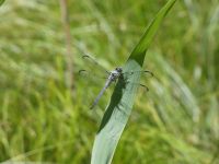Great blue skimmer dragonfly, Unexpected Wildlife Refuge photo