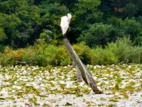 Great egret at Unexpected Wildlife Refuge