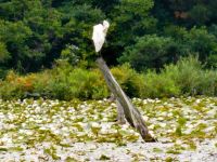 Great egret, Unexpected Wildlife Refuge photo