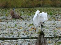Great egret and belted kingfisher on main pond, Unexpected Wildlife Refuge photo
