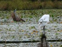 Great egret and belted kingfisher, main pond, Unexpected Wildlife Refuge photo