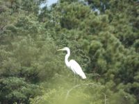 Great egret perched above main pond
