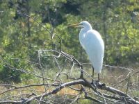 Great egret on main pond, Unexpected Wildlife Refuge photo