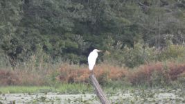 Great egret on stump in main pond, Unexpected Wildlife Refuge photo