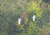 Great egrets flying over main pond, Unexpected Wildlife Refuge photo