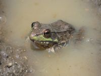 Green frog in vernal pool near Miller Pond, Unexpected Wildlife Refuge photo