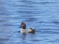Male green-winged teal in main pond, Unexpected Wildlife Refuge photo