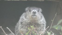 Groundhog, Unexpected Wildlife Refuge photo