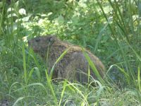 Female groundhog near Headquarters, Unexpected Wildlife Refuge photo