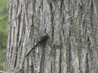 Female harlequin darner dragonfly, Unexpected Wildlife Refuge photo