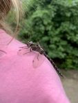 Male harlequin darner dragonfly, Unexpected Wildlife Refuge photo