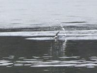 Hooded merganser diving into main pond, Unexpected Wildlife Refuge photo