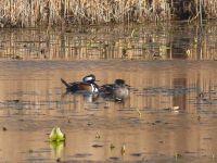 Hooded merganser couple swimming in the main pond, Unexpected Wildlife Refuge photo
