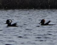 Hooded mergansers, Unexpected Wildlife Refuge photo