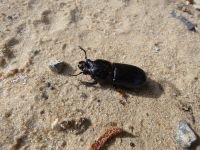 Horned passalus beetle