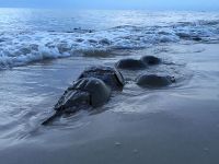 Atlantic horseshoe crabs