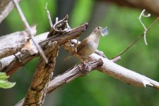 House wren near Headquarters, photo by Leor Veleanu