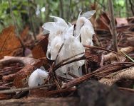 Indian pipe flower, Unexpected Wildlife Refuge photo