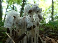 Indian pipe, Unexpected Wildlife Refuge photo