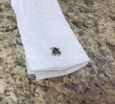 Jumping spider in Miller House, Unexpected Wildlife Refuge photo