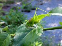 Katydid on leaf