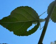 Katydid eating leaf, Unexpected Wildlife Refuge photo