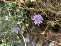 Late purple aster