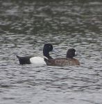 Lesser scaups on main pond, Unexpected Wildlife Refuge photo