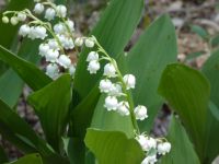 Lily of the valley, Unexpected Wildlife Refuge photo