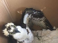 Injured osprey, Unexpected Wildlife Refuge photo