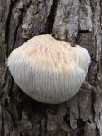 Lion's mane fungus, Unexpected Wildlife Refuge photo