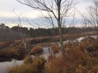 Parents' and kits' beaver lodges and food 'raft', Unexpected Wildlife Photo