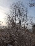 First frost at main pond, Unexpected Wildlife Refuge photo