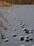 Paw prints across frozen main pond, Unexpected Wildlife Refuge photo