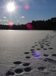 Paw prints across frozen main pond, with lens flare, Unexpected Wildlife Refuge photo