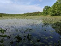 Main pond, photo by Leor Veleanu