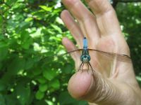 Male blue dasher dragonfly, photo by Dave Sauder
