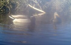 Mallard couple, Unexpected Wildlife Refuge photo