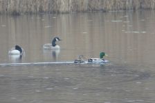 Canada geese and mallards on the main pond