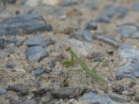 Mantis near Headquarters, Unexpected Wildlife Refuge photo