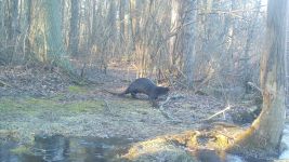 American mink and north American river otters, Unexpected Wildlife Refuge trail camera photo