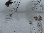 Morning fog over main pond, Unexpected Wildlife Refuge photo