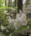 Flowering mountain laurel, Unexpected Wildlife Refuge photo