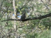 Mourning dove at Headquarters, Unexpected Wildlife Refuge photo