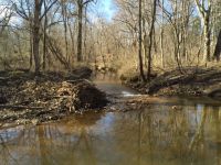 Waterway in Mullica Hill, Unexpected Wildlife Refuge photo